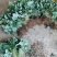 白草莓苗产地供应脱毒二代精品苗提供技术新苗保湿发货
