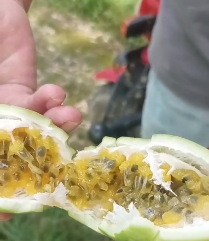 精品广西百香果产地直发质量保证诚信经营欢迎咨询