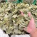甘肃淫羊藿整个小叶精选货即见即所得零售批发
