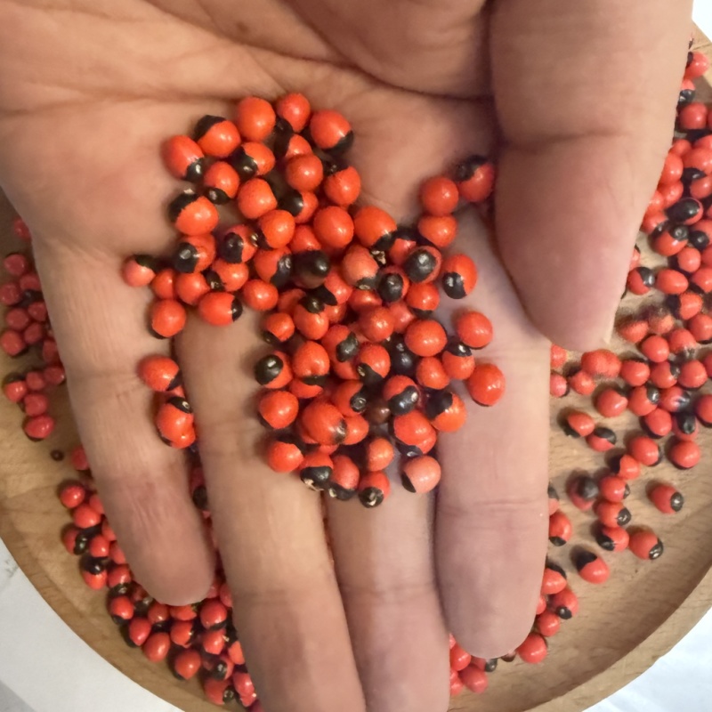 相思豆精选货大货供应看图收货