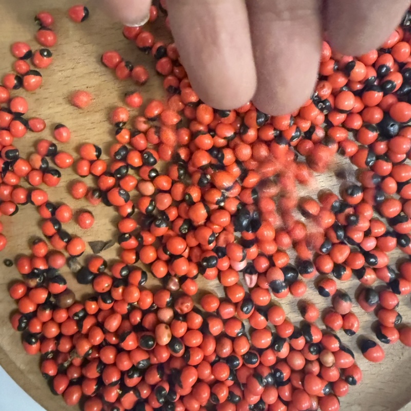 相思豆精选货大货供应看图收货
