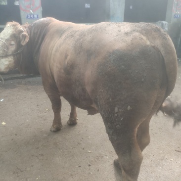 肉牛