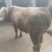 肉牛