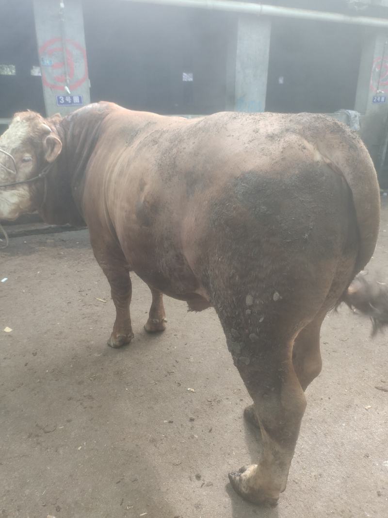 肉牛