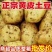 山东黄皮土豆/山东大土豆/黄心土豆/沙地土豆