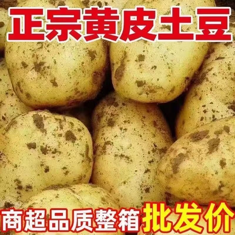 山东黄皮土豆/山东大土豆/黄心土豆/沙地土豆