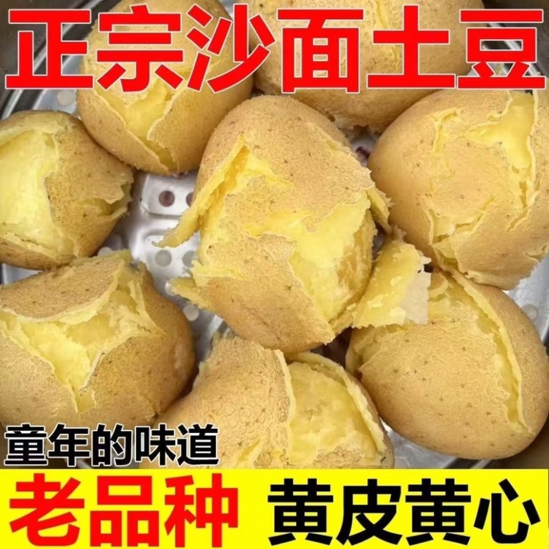 山东黄皮土豆/山东大土豆/黄心土豆/沙地土豆