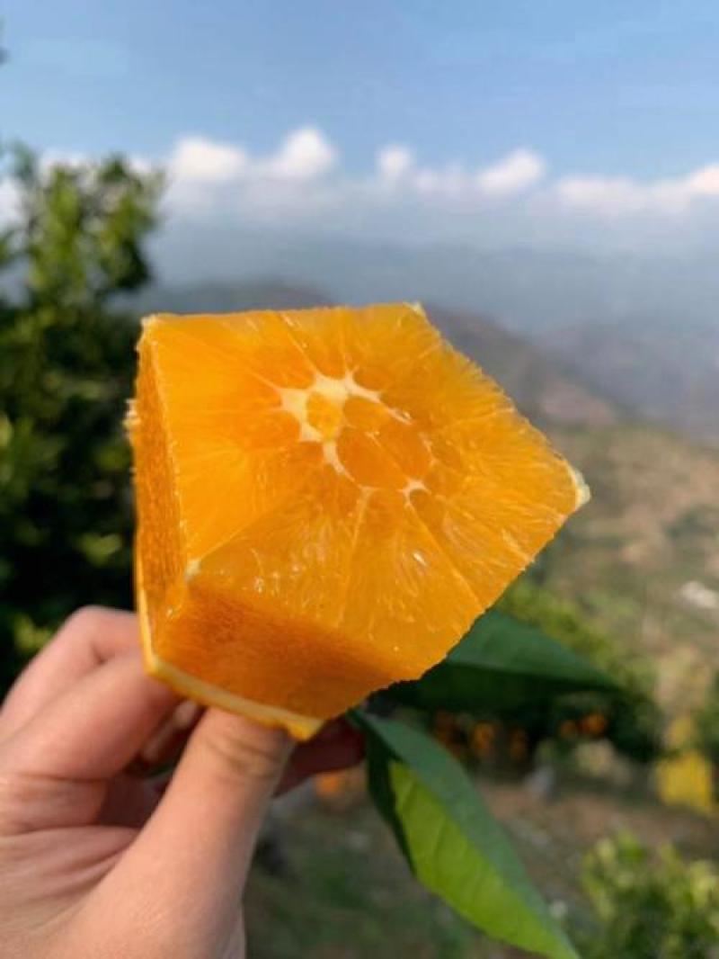 《纽荷尔脐橙》湖北脐橙/湖北橙子/产地现摘/可全国代发