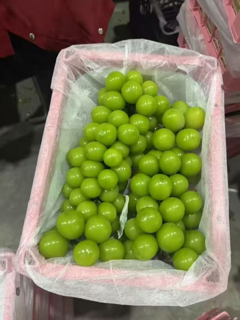 阳光玫瑰葡萄大量有货基地直供品质优现摘现发可视频看货欢