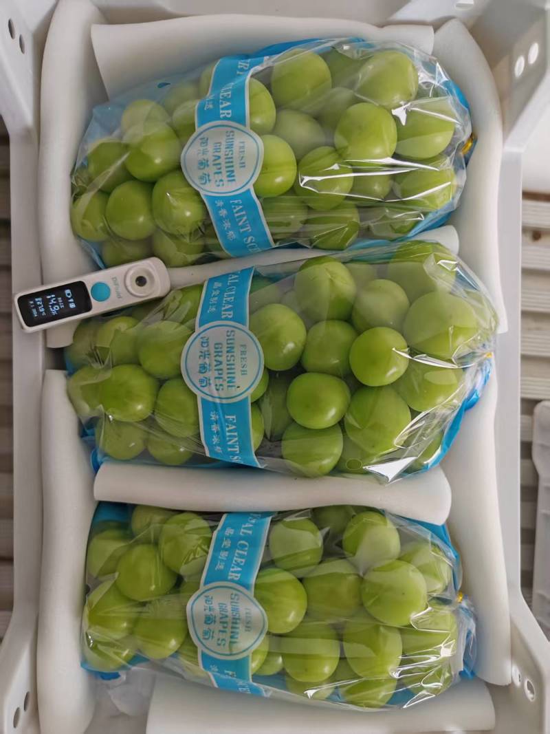 阳光玫瑰葡萄大量有货基地直供品质优现摘现发可视频看货欢