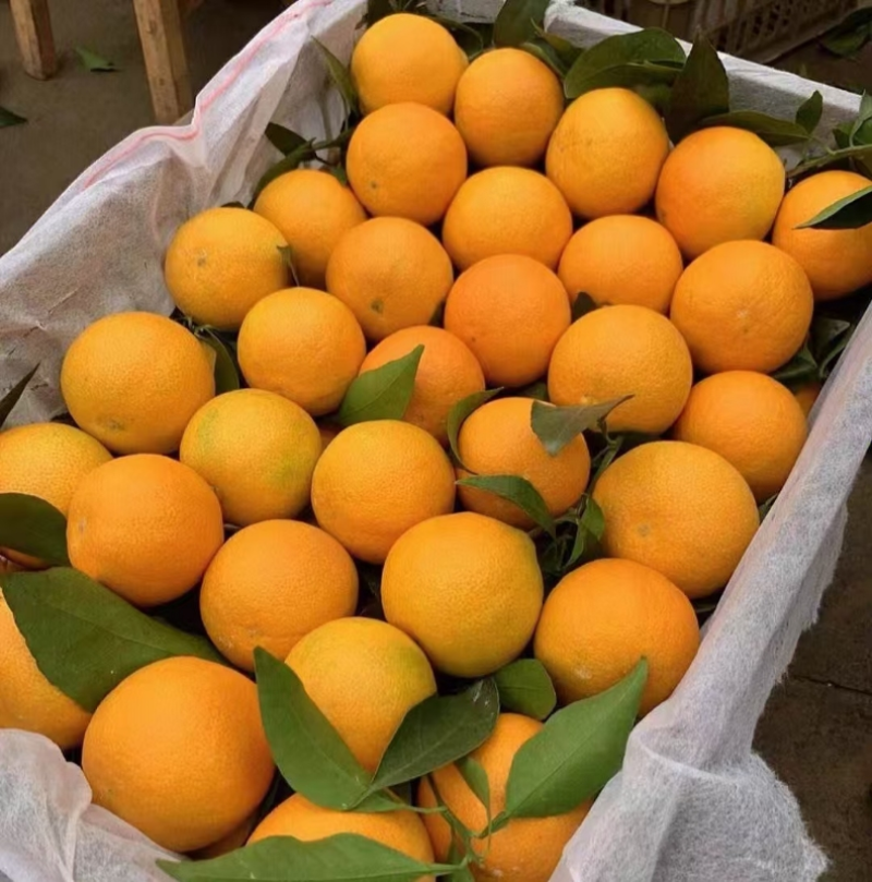 《精选》湖北秭归脐橙/纽荷尔脐橙/产地现摘现发/全国发货