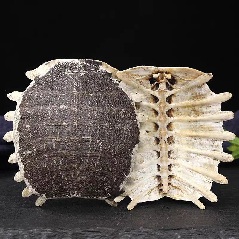 鳖甲粉中药材正品鳖甲粉纯甲鱼壳粉老鳖壳粉包邮送量勺