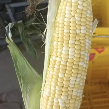 黄白粒玉米