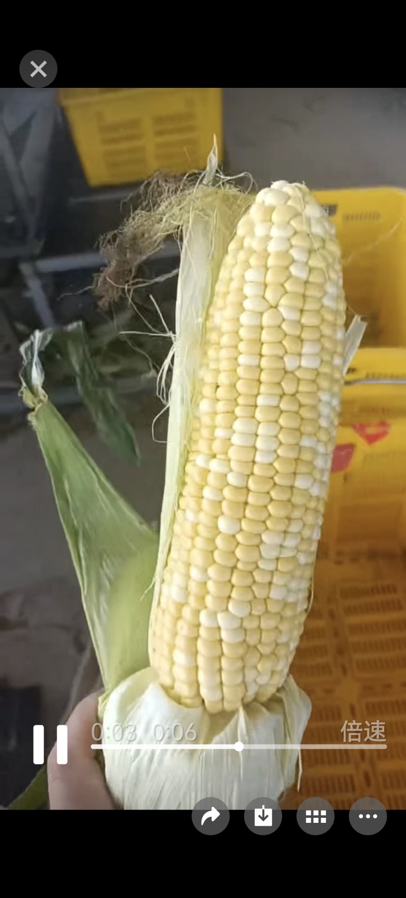 黄白粒玉米