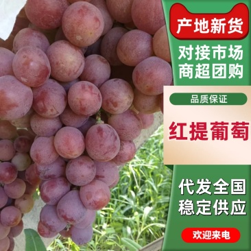 葡萄陕西渭南红提葡萄大量上市，口味甜度爆表可视频看货