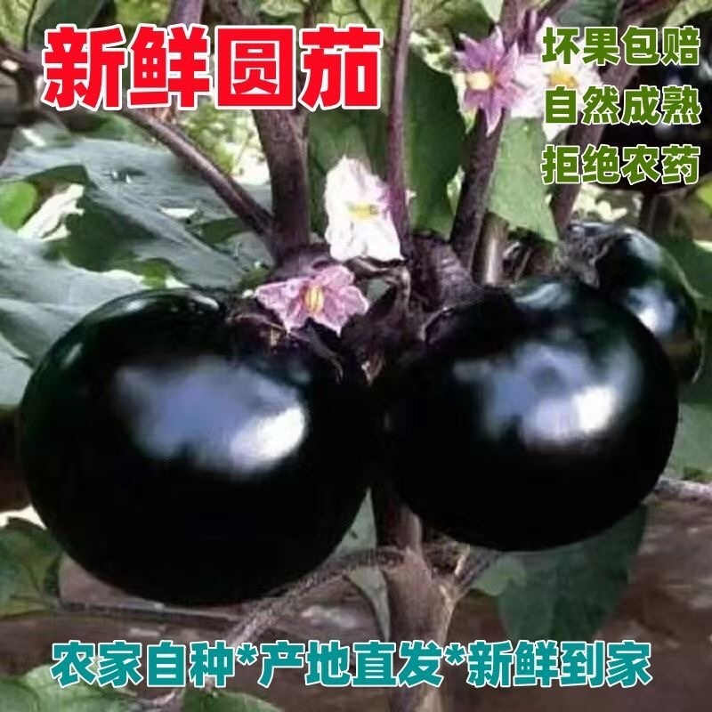 山东紫圆茄子/圆茄子/秋茄子/紫圆茄子/现货
