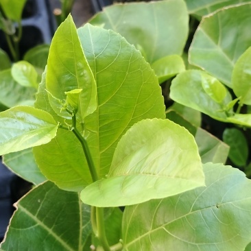 专业培育百香果嫁接苗基地直接一手货源充足