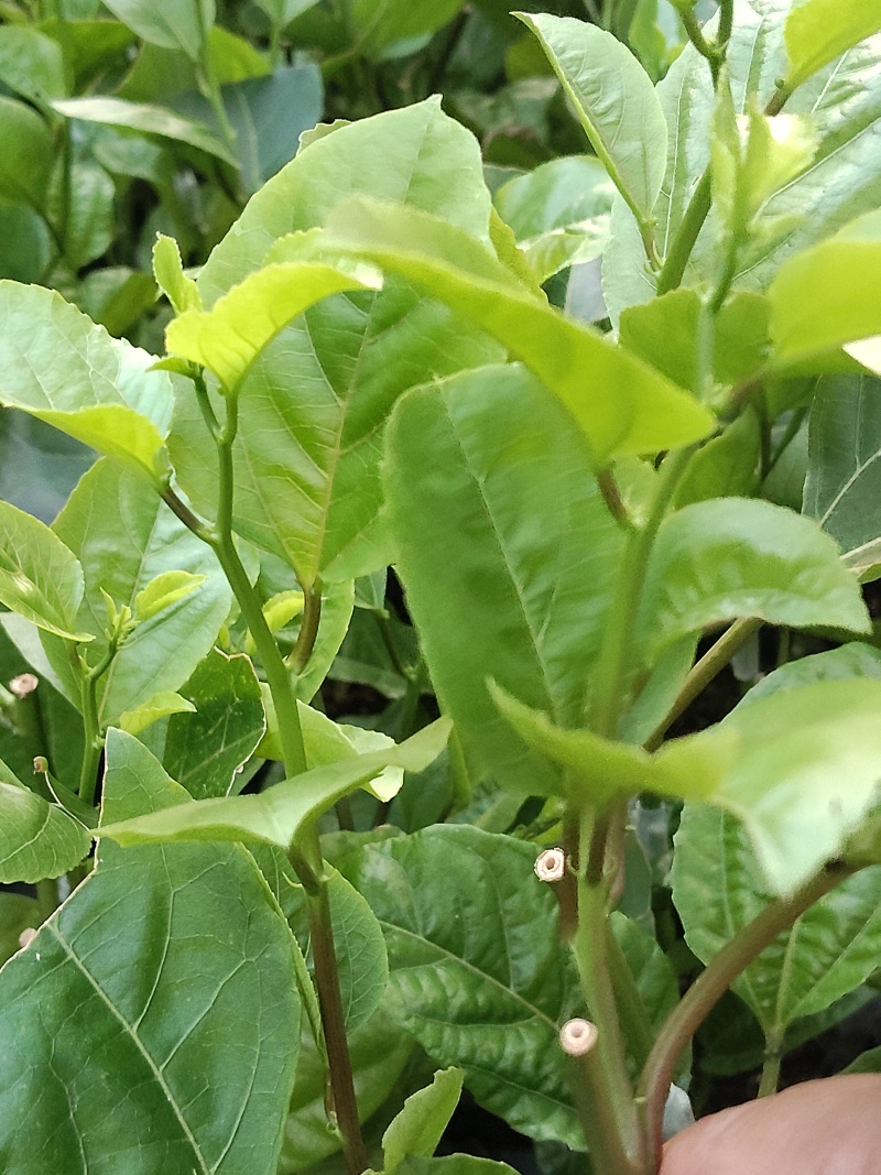 专业培育百香果嫁接苗基地直接一手货源充足
