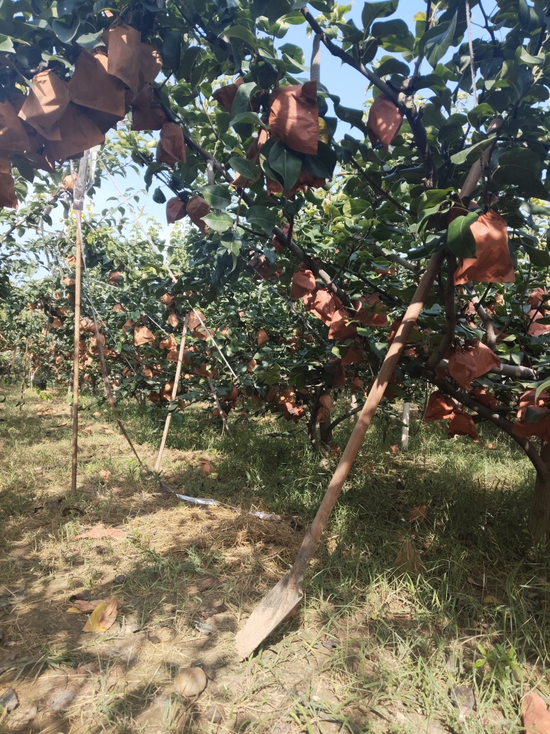 刚开园的秋月梨