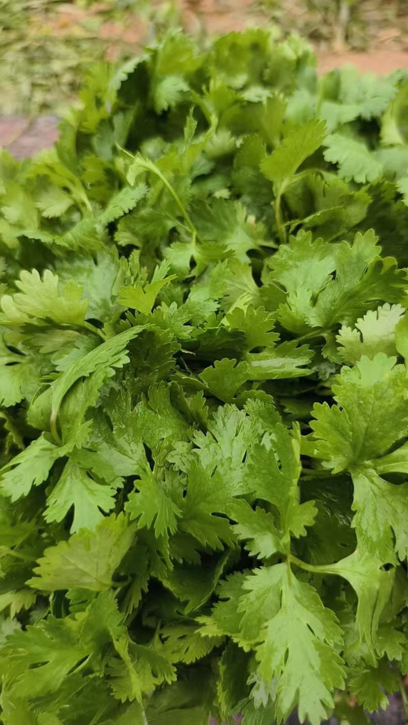 大叶香菜大量上市，产地直发，品质保证，服务周到诚信经营