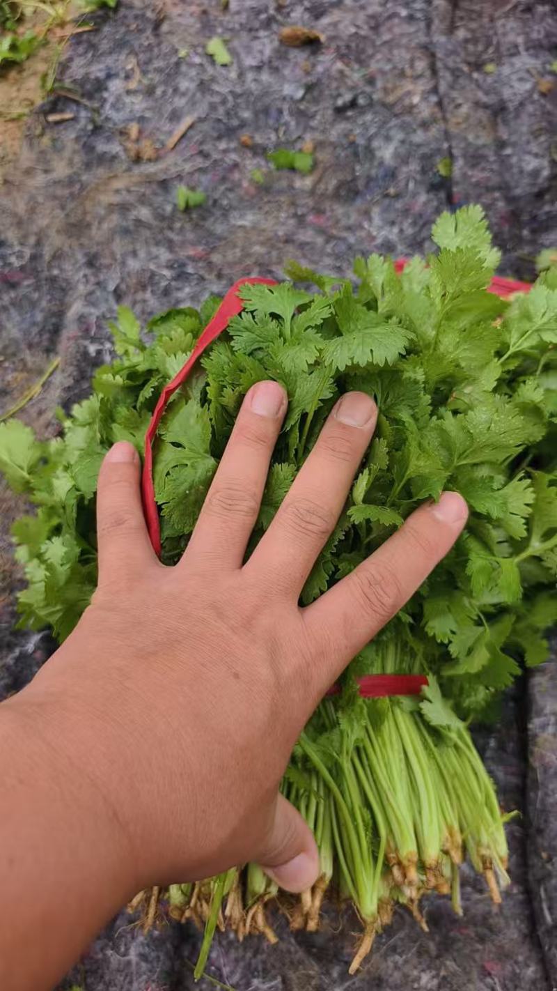大叶香菜大量上市，产地直发，品质保证，服务周到诚信经营
