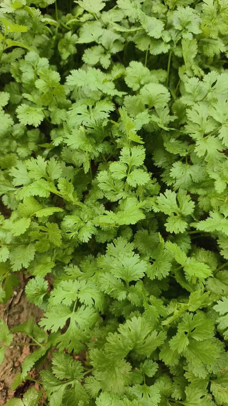 大叶香菜大量上市，产地直发，品质保证，服务周到诚信经营