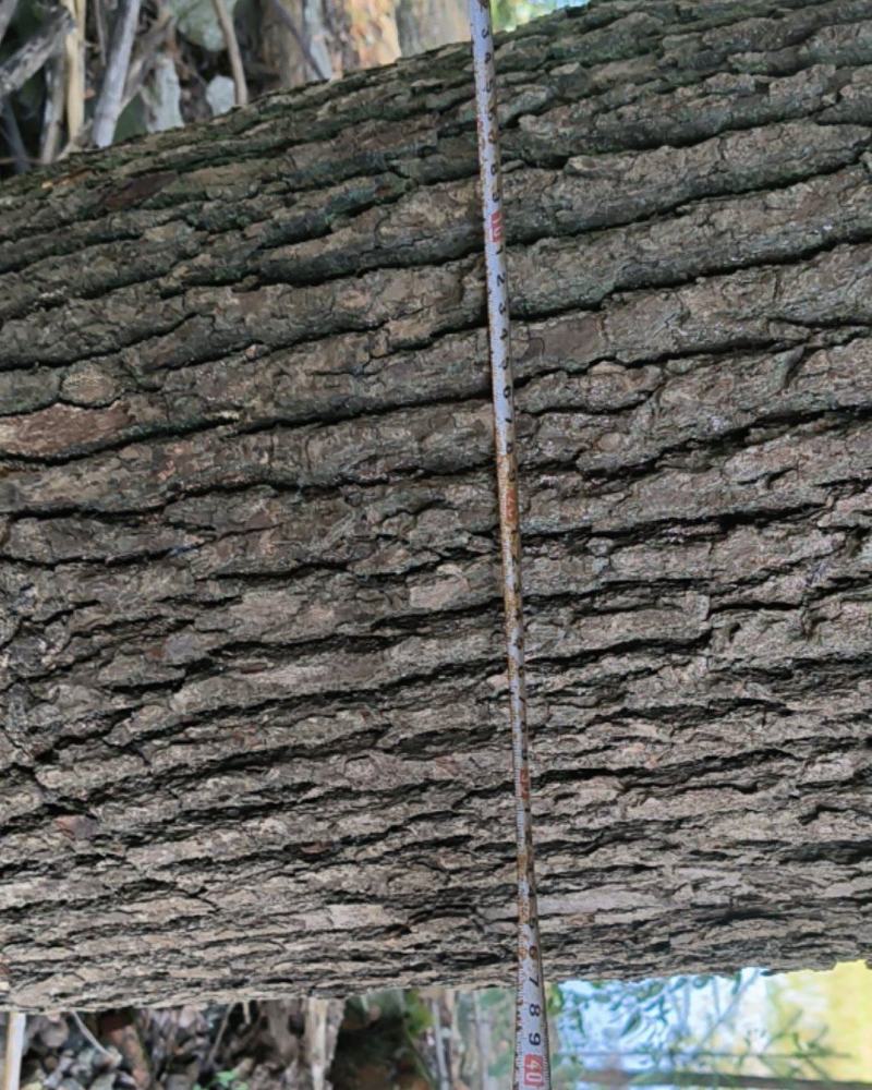 【出售】自家香樟原木，胸径约40cm，高12米，共10棵
