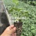 大量供应各品种草莓苗，穴盘苗，裸根苗，假植苗