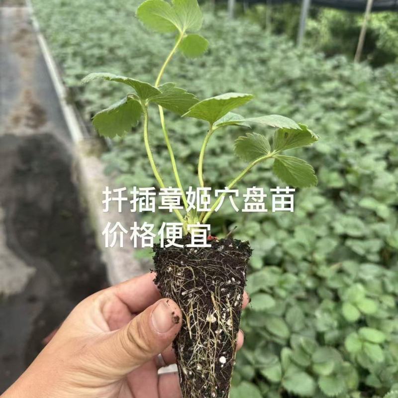 大量供应各品种草莓苗，穴盘苗，裸根苗，假植苗