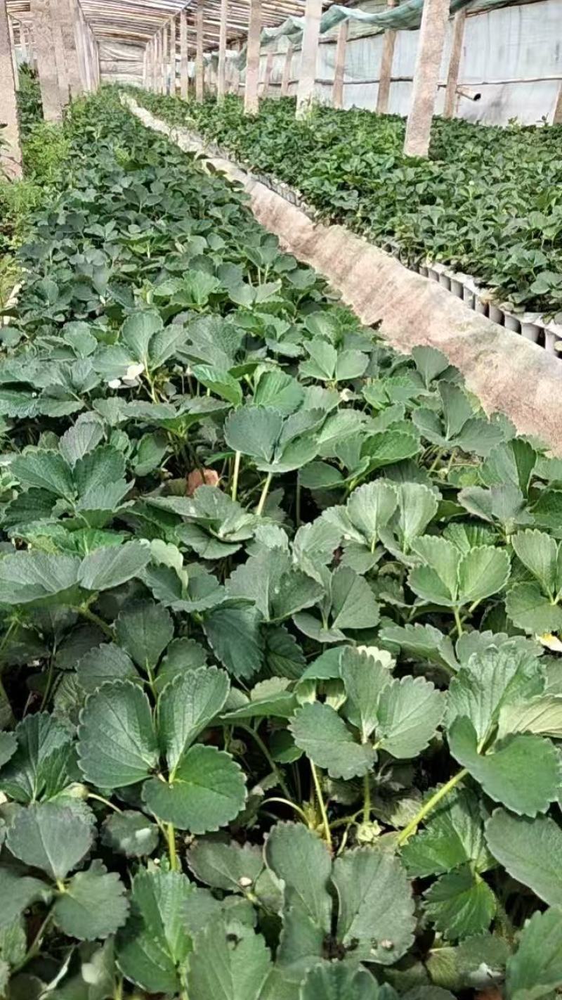 大量供应各品种草莓苗，穴盘苗，裸根苗，假植苗