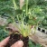 大量供应各品种草莓苗，穴盘苗，裸根苗，假植苗