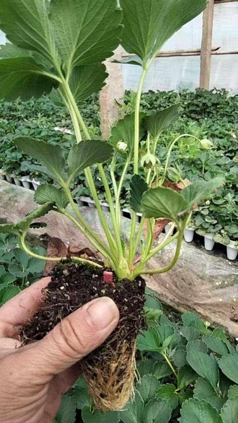 大量供应各品种草莓苗，穴盘苗，裸根苗，假植苗