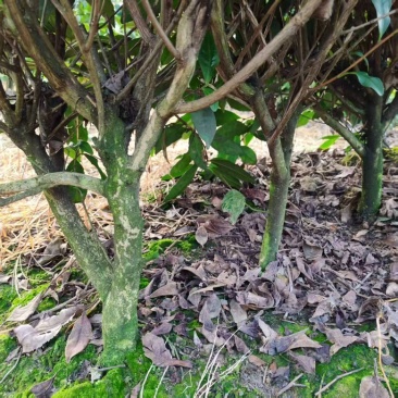 蒙山九号老茶苗（6-10年）可做园林绿化工程