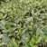 蒙山九号老茶苗（6-10年）可做园林绿化工程