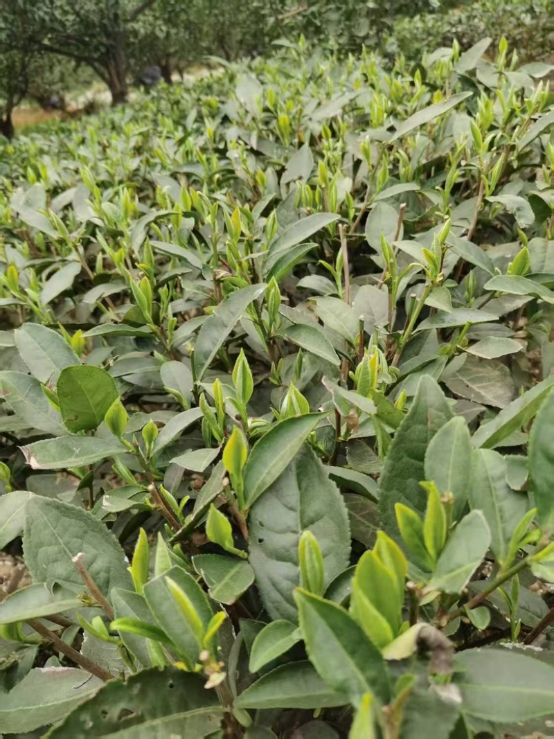 蒙山九号老茶苗（6-10年）可做园林绿化工程