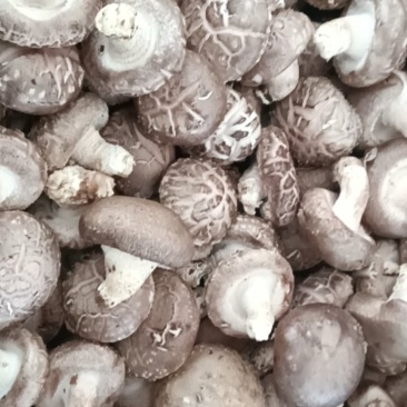 阿坝州高原食用菌