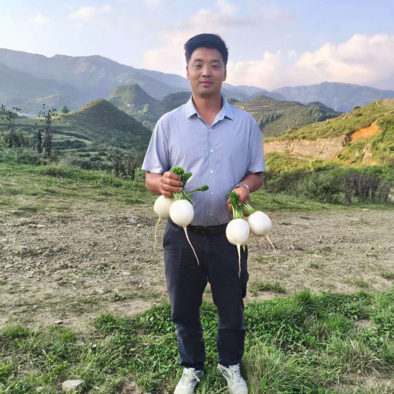 高山圆箩卜600亩，种植海拔2200-2300米。