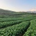 高山圆箩卜600亩，种植海拔2200-2300米。