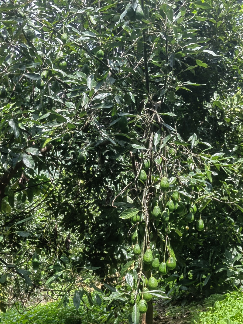 牛油果