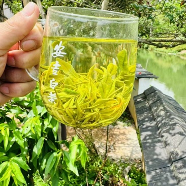 原产地安吉白茶