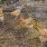200天散养土鸡，不喂饲料和任何添加剂，纯粮食喂养的！
