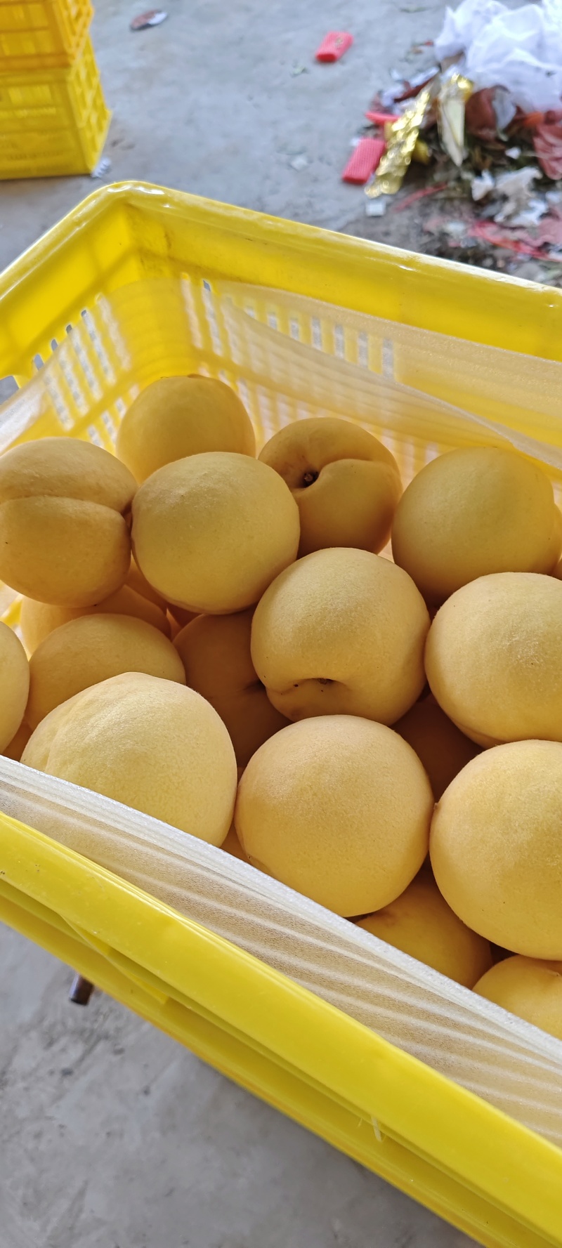 山东沂源黄金蜜桃大量上市！