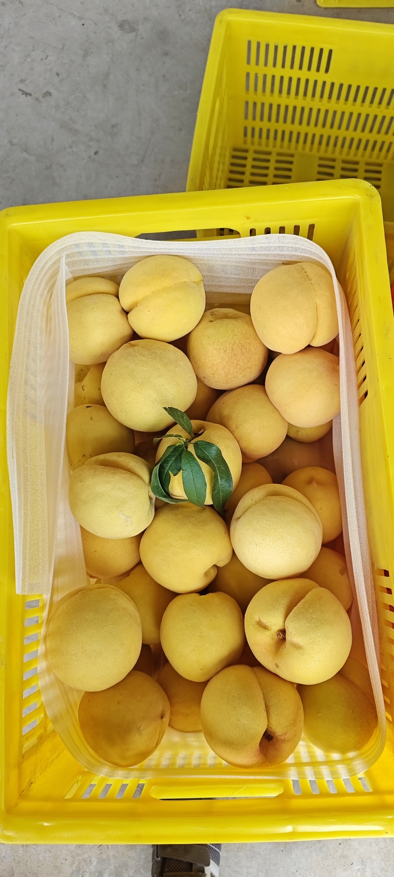 山东沂源黄金蜜桃大量上市！