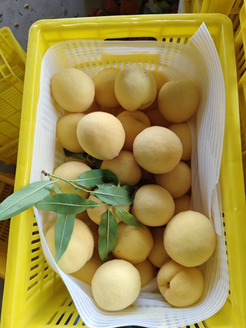 山东沂源黄金蜜桃大量上市！