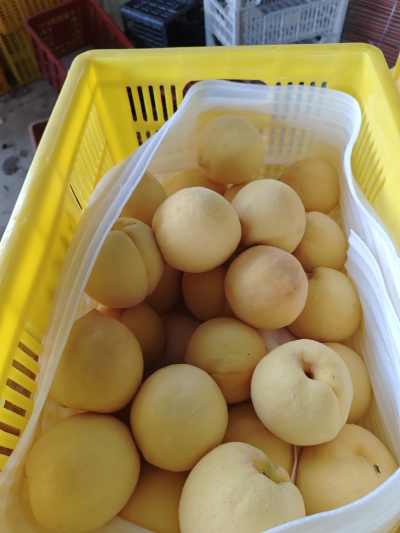 山东沂源黄金蜜桃大量上市！