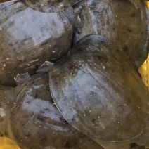 各种规格甲鱼，**各大商超、酒店！价格优势大，欢迎询价