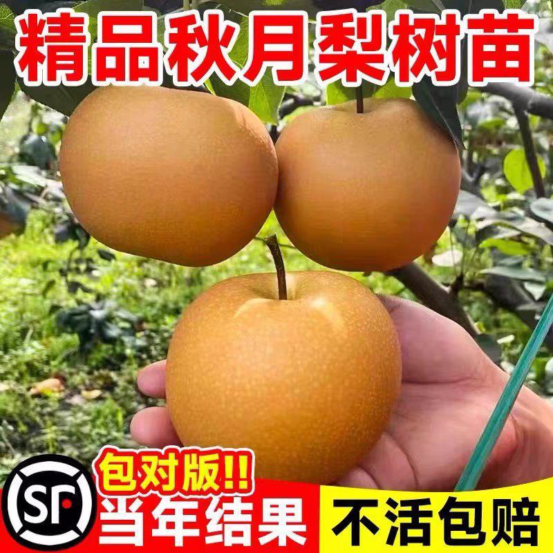 果园直发梨树苗秋月梨金秋蜜梨金果梨树苗包品种成活率