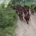 黄山羊