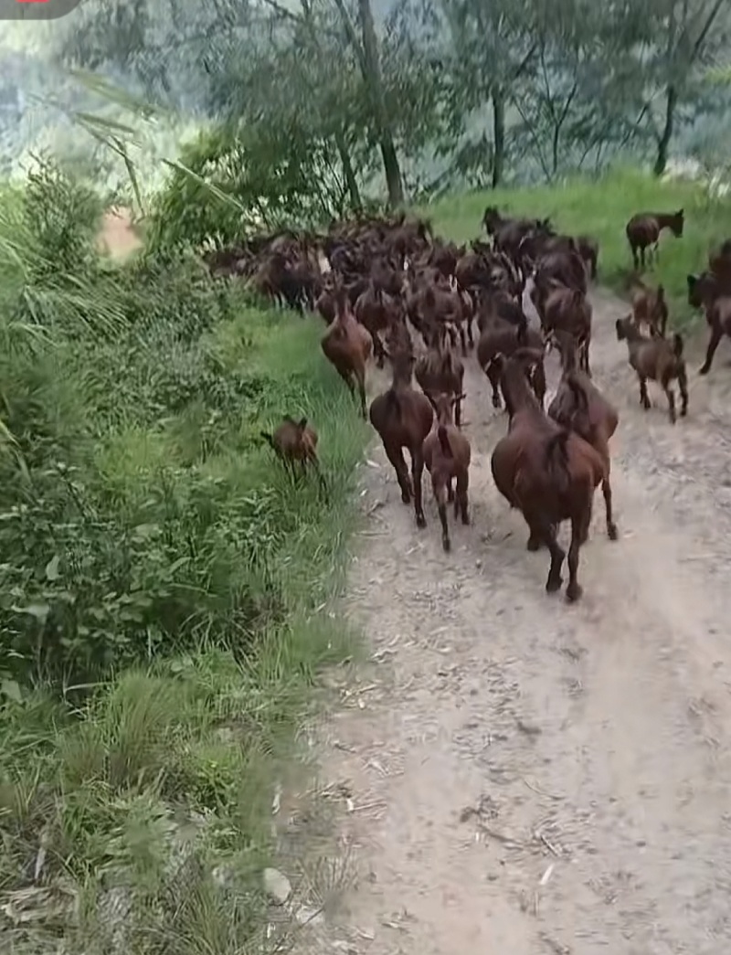 黄山羊