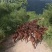 黄山羊